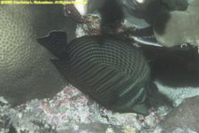 Indian sailfin tang