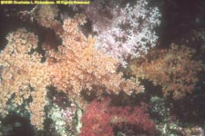 soft coral 