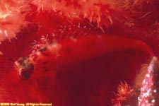 pixy hawkfish in soft coral
