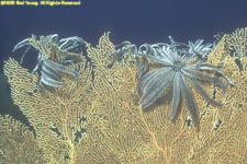 crinoids on sea fan