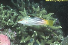 checkerboard wrasse