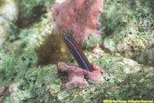 bluestriped fangblenny