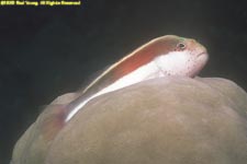 freckled hawkfish