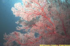 sea fan