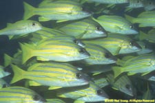 bluestripe snappers