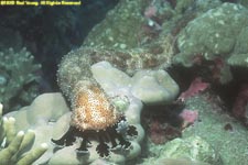 sea cucumber