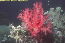 soft coral