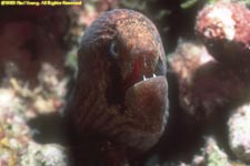 undulated moray eel