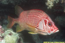 sabre squirrelfish