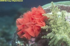 egg veil of Spanish dancer