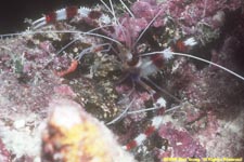 banded coral shrimp