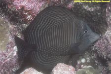 Indian sailfin tang