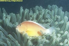 skunk clownfish in anemone