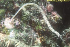 network pipefish