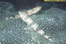 two reef lizardfish