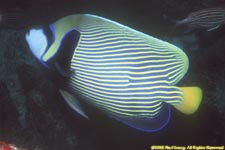 emperor angelfish