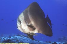 longfin batfish