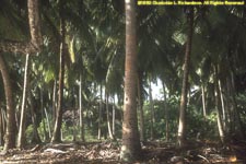 coconut grove