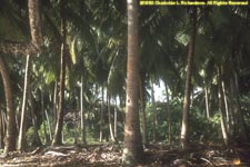 coconut grove