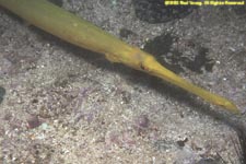 trumpetfish