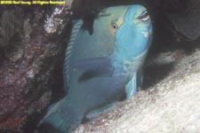 redlip parrotfish (terminal phase) in coccoon