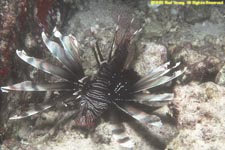 common lionfish