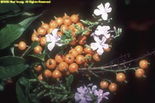 flowers and berries