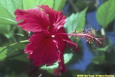 hibiscus flower