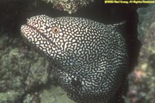 whitemouth moray eel