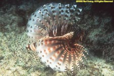 shortfin lionfish