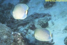 spotted butterflyfish