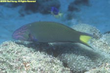 crescent wrasse