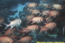 bigscale soldierfish