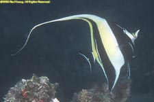 moorish idol