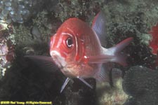 sabre squirrelfish