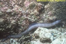 unknown eel