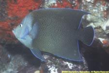 trapeze angelfish