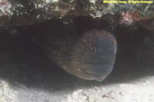 giant moray eel