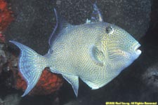 blue triggerfish