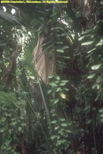 vallee de mai