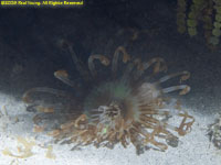 tube anemone