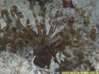 tube anemone