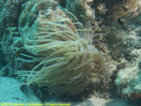 giant anemone