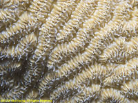 brain coral