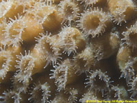 cup coral