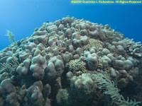 finger coral