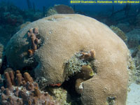 massive starlet coral