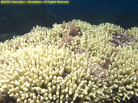 yellow pencil coral