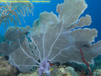 common sea fan