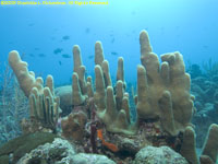 pillar coral